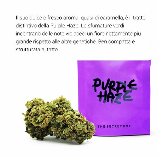 Purple Haze